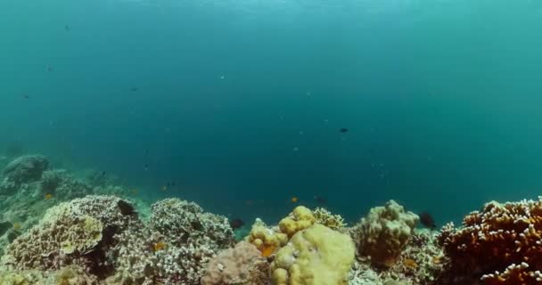 Podvodní Život Útesy Tropické Ryby Korálové Útesy Ryby Pod Vodou — Stock video