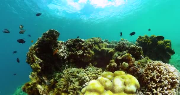 Barevné Tropické Ryby Korály Podvodní Svět Scenérie — Stock video