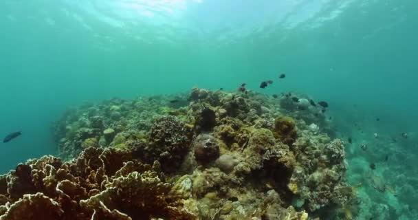 Barevné Tropické Ryby Korály Podvodní Svět Krajiny — Stock video
