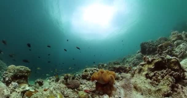 热带水下世界的硬珊瑚和软珊瑚 海底的海洋鱼类和珊瑚礁 — 图库视频影像