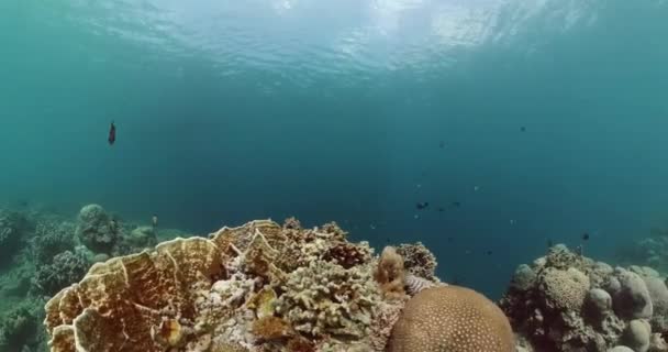 Podwodne Życie Świecie Rafą Koralową Rybami Życie Scen Morskich — Wideo stockowe