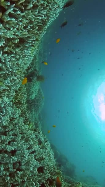 海底的海洋生物 珊瑚礁和水下世界的鱼纵向观点 — 图库视频影像