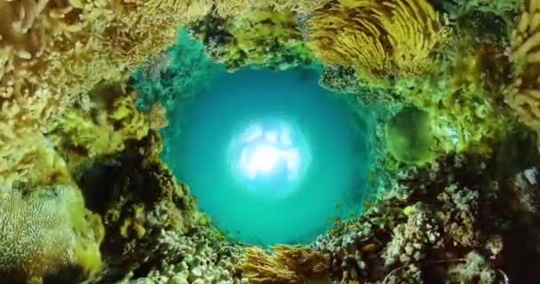 Récifs Coralliens Mous Poissons Tropicaux Contexte Vie Marine — Video