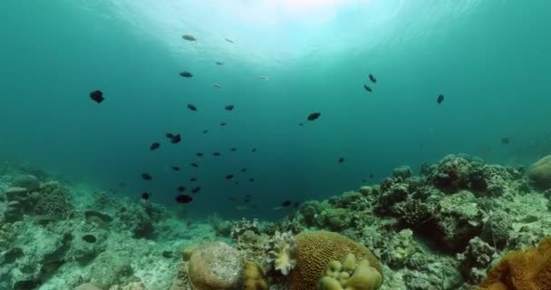 Rafa Koralowa Ryby Morskie Piękna Rafa Koralowa Kolorowymi Rybami Podwodne — Wideo stockowe