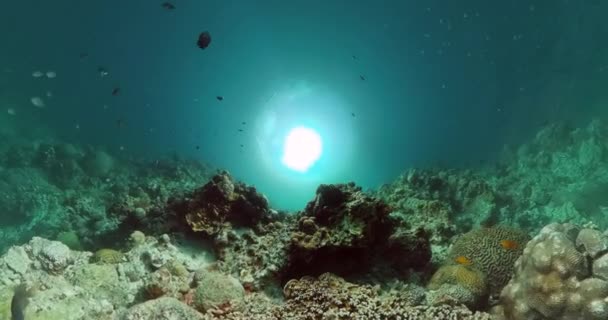 Belo Peixe Coral Mundo Subaquático Com Recifes Coral — Vídeo de Stock