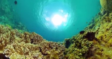 Su altı dünyası mercan resifi ve balık manzarası. Resifli deniz yaşamı.