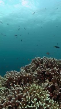 Denizin altında balık ve mercan resifleri. Mercan sualtı manzarası. Dikey görünüm.