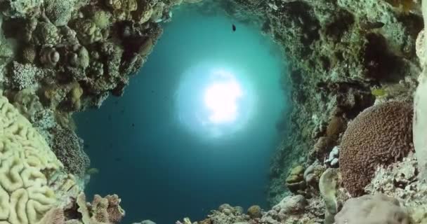 Denizin Altındaki Mercan Kayalıkları Mercan Resifleri Tropikal Balıklarıyla Sualtı Dünyası — Stok video