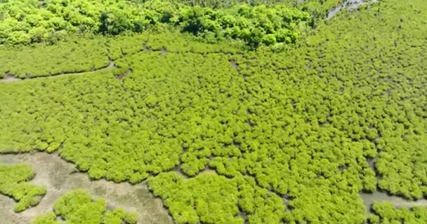 Κορυφή Εναέρια Άποψη Των Υγροτόπων Τροπικά Δάση Μανγκρόουβ Mindanao Φιλιππίνες — Αρχείο Βίντεο