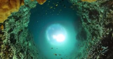 Güzel deniz altı sahnesi ve balıklı çeşitli mercan resifleri. Deniz altı dünyası.