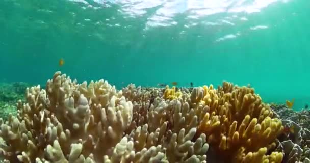 Tyrkysová Mořská Voda Tropické Ryby Podmořský Svět Různými Korály — Stock video