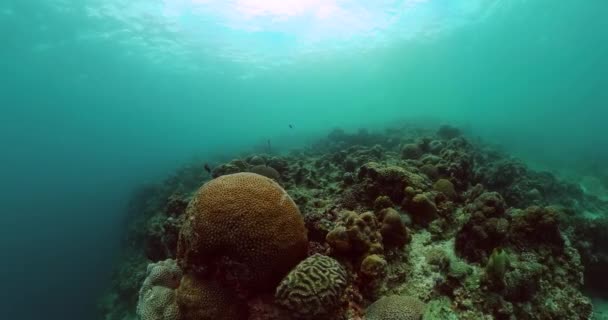 Escena Submarina Con Jardín Coral Carrera Sardina Tropical Arrecife Coral — Vídeo de stock