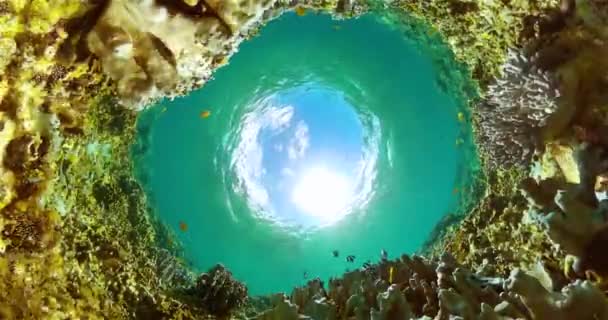 Tropische Koraalriffen Onder Zee Onderwater Leven Landschap — Stockvideo