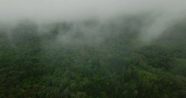 Yağmur ormanları ve ormanları olan puslu bir dağ. Mindanao, Filipinler.