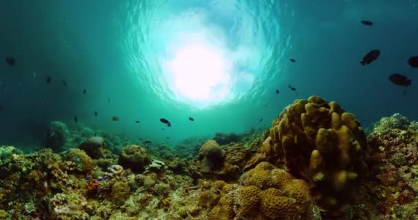 Cena Subaquática Peixes Coloridos Corais Vida Subaquática Mundo Com Sardinha — Vídeo de Stock