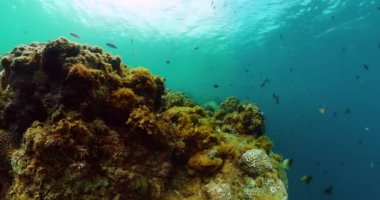 Mercan resifi ekosistemi. Tropikal balık ve mercan sualtı dünyası manzarası.