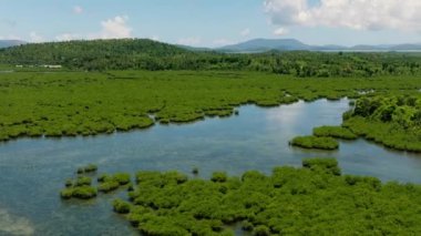 Surigao del Norte 'deki güzel yağmur ormanları ve mangrovlar. Mindanao, Filipinler.
