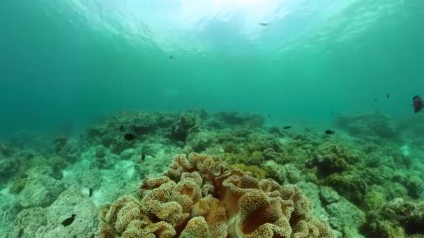 Miękka Rafa Koralowa Ryby Pod Wodą Morski Obszar Chroniony — Wideo stockowe