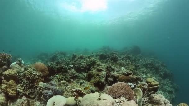 Mořský Svět Korálovými Útesy Rybami Pod Vodou Životní Scéna — Stock video