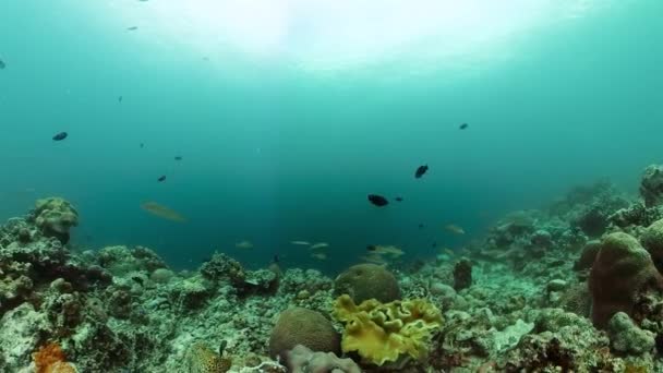 Okyanus Mercan Resifi Suyun Altında Tropikal Balık Mercan Resifi Sualtı — Stok video