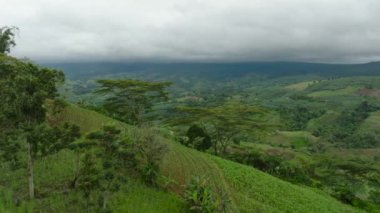 Tarlalı tarım arazisi. Dağ yağmur ormanları, mavi gökyüzü bulutları. Mindanao, Filipinler.