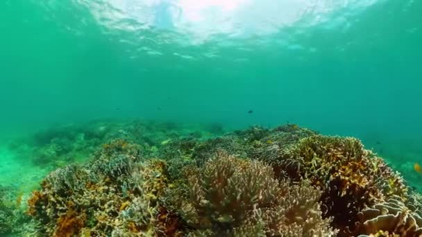 海底的热带珊瑚礁 珊瑚和海鱼 水下世界背景 — 图库视频影像