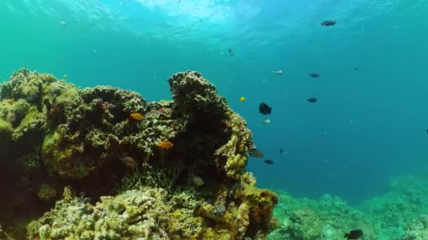 Koralen Kleurrijke Vissen Onder Het Zeevisrif — Stockvideo