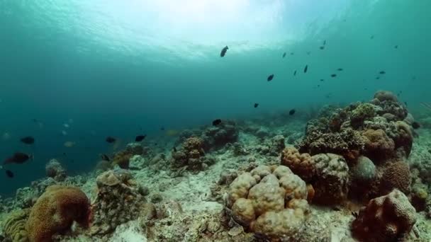 Koralowy Ogród Tropikalne Życie Morskie Rafa Koralowa Ryby Podwodne — Wideo stockowe