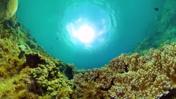 Onderwater Wereld Landschap Van Koraalrif Vis Mariene Leven Met Riffen — Stockvideo