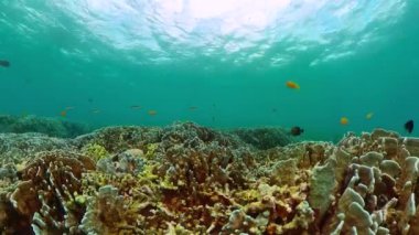 Renkli balıklı güzel mercan kayalıkları. Mercan resifi ve deniz balığı. Sualtı dünyası geçmişi.