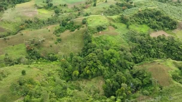 Ферма Рисовыми Полями Зеленые Холмы Лес Растения Джунгли Минданао Филиппины — стоковое видео
