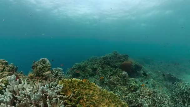 有珊瑚礁和鱼的海底世界海洋保护区 — 图库视频影像