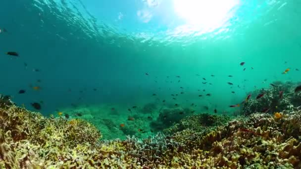 珊瑚礁和海洋鱼类 热带五彩斑斓的海底海 水下世界舞台 — 图库视频影像