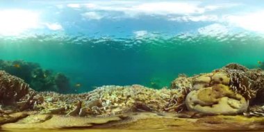 Mercan sualtı sahnesi. Denizin altındaki renkli balık ve mercan resifleri. VR 360.