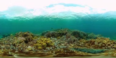 Tropik mercan resifleri ve denizin altındaki balıklar. Sualtı yaşam sahnesi. VR 360.