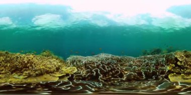 Mercan resifleri ve tropikal balıkları olan güzel bir su altı dünyası. VR 360.