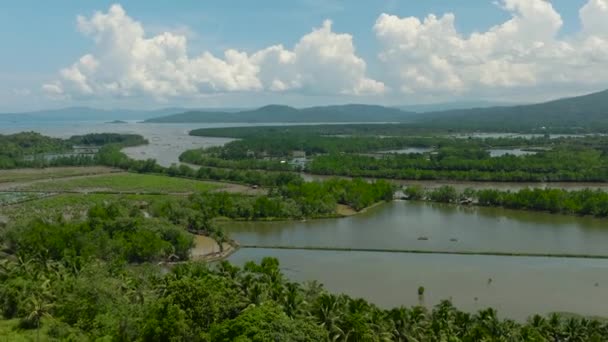 緑の森と川がある農地の空中観察 ミンダナオ フィリピン — ストック動画