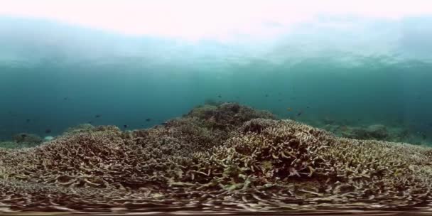 Korallrev Och Fisk Undervattensvärlden Tropisk Fisk Blått Hav 360 — Stockvideo