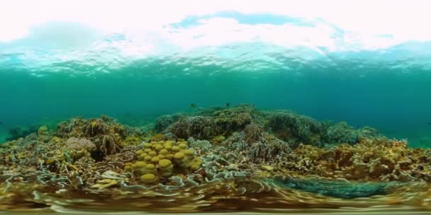 Barriere Coralline Tropicali Pesci Sotto Mare Scena Vita Sottomarina 360 — Video Stock