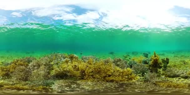 Dalış Şnorkelle Yüzme Sahnesi Renkli Tropikal Balıklar Çeşitli Mercan Resifleri — Stok video