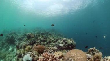 Su altındaki resif tropikal mercan bahçesi. Mercan manzarası, tropikal balıklar ve mercanlar.