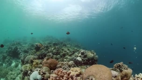 Rif Onderwater Tropische Koraaltuin Koraalscène Tropische Vissen Koralen — Stockvideo