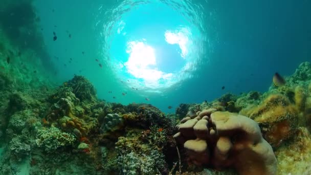 Terumbu Karang Yang Indah Dan Ikan Tropis Dunia Bawah Air — Stok Video