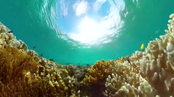 海洋生命世界 热带珊瑚礁和水下鱼类 海水下的绿松石 — 图库视频影像