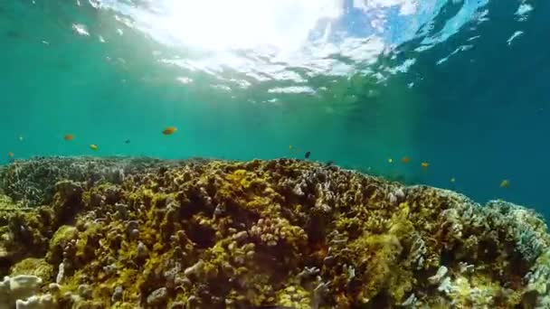 Тропический Коралловый Риф Подводный Мир Рыб Коралловый Сад Живой Подводной — стоковое видео