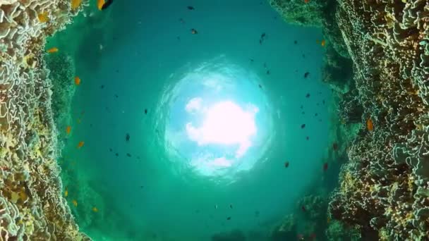 Коралловый Риф Подводный Мир Рыб Сцена Дайвинга Подводного Плавания Подводный — стоковое видео