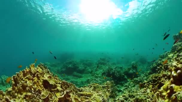 水下世界鱼类的硬珊瑚礁 — 图库视频影像