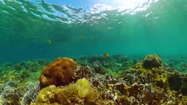 Onderwater Leven Scene Kleurrijke Vissen Koralen Mariene Heiligdom Beschermd Gebied — Stockvideo