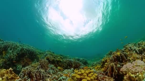 五彩斑斓的鱼和珊瑚水下世界风景 — 图库视频影像