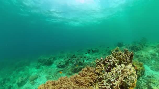 Красочные Коралловые Рифы Рыбы Экосистема Коралловых Рифов — стоковое видео